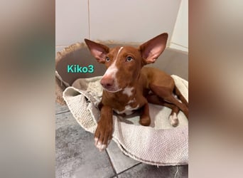 Kiko geb. 10/2025 (ESP) - zauberhafter, gut gelaunter Podenco-Junge!