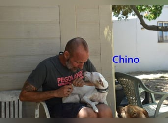 Chino geb. 11/2025 (ESP) - unbeschwerter Podencowelpe sucht liebevolle Familie!