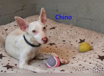 Chino geb. 11/2025 (ESP) - unbeschwerter Podencowelpe sucht liebevolle Familie!