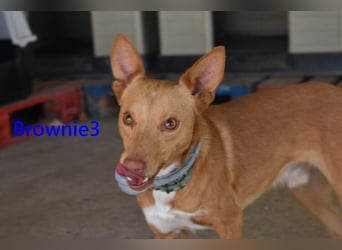 Brownie3 geb. 08/2025 (ESP) - gutgelaunter und fröhlicher Podenco!
