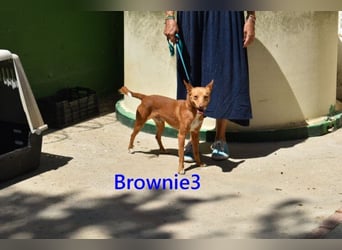 Brownie3 geb. 08/2025 (ESP) - gutgelaunter und fröhlicher Podenco!