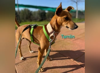 Tamlin geb. 07/2020 (ESP) - sehr liebevoller, edler und sanfter, kleiner Podenco!