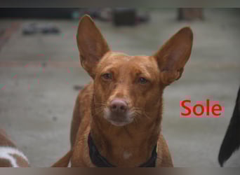 Sole geb. 03/2024 (ESP) - Mini-Podenca sucht ihre Familie!