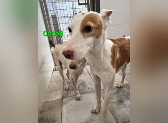 DRINGEND! Coco8 geb. 10/2019 (ESP) - wir brauchen Eure Mithilfe!