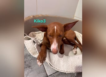Kiko geb. 10/2025 (ESP) - zauberhafter, gut gelaunter Podenco-Junge!