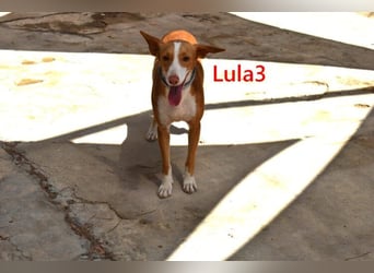Lula3 geb. 08/2024 (ESP) - goldiges, schüchternes Hundemädchen!
