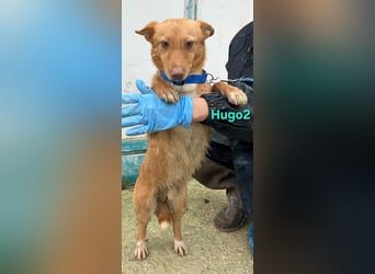 Hugo2 geb. 01/2025 (ESP) - verschmuster Podencojunge sucht liebevolle Familie!