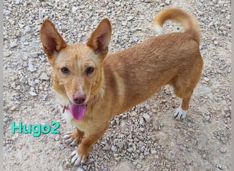 Hugo2 geb. 01/2025 (ESP) - verschmuster Podencojunge sucht liebevolle Familie!