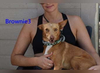 Brownie3 geb. 08/2025 (ESP) - gutgelaunter und fröhlicher Podenco!