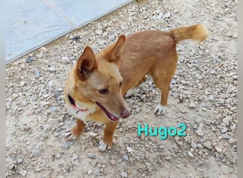 Hugo2 geb. 01/2025 (ESP) - verschmuster Podencojunge sucht liebevolle Familie!