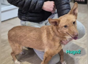 Hugo2 geb. 01/2025 (ESP) - verschmuster Podencojunge sucht liebevolle Familie!