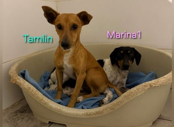 Tamlin geb. 07/2020 (ESP) - sehr liebevoller, edler und sanfter, kleiner Podenco!