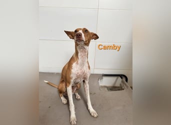 Camby geb. 01/2025 (ESP) - liebevolle, zugewandte Podenca sucht ihre Familie!