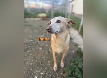 Indira geb. 03/2023 (ESP) - wunderschöne und liebevolle Podenca!