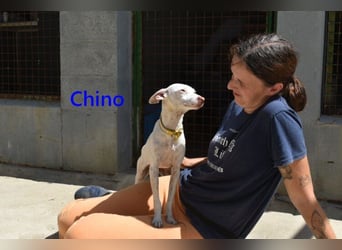 Chino geb. 11/2025 (ESP) - unbeschwerter Podencowelpe sucht liebevolle Familie!