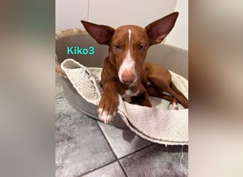 Kiko geb. 10/2025 (ESP) - zauberhafter, gut gelaunter Podenco-Junge!