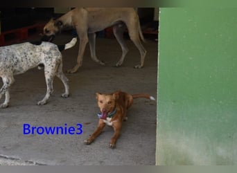 Brownie3 geb. 08/2025 (ESP) - gutgelaunter und fröhlicher Podenco!