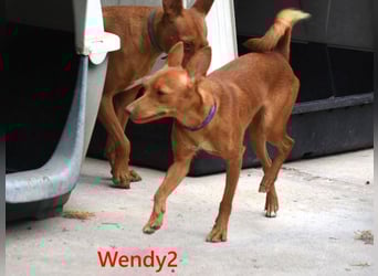 Wendy2 geb. 06/2024 (ESP) - soziale und verspielte, sehr hübsche Podenca Andaluz!