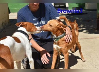 Brownie3 geb. 08/2025 (ESP) - gutgelaunter und fröhlicher Podenco!