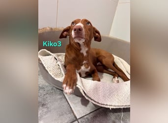 Kiko geb. 10/2025 (ESP) - zauberhafter, gut gelaunter Podenco-Junge!