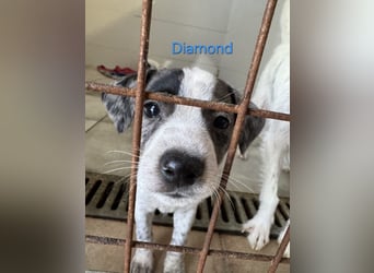 Diamond geb. 03/2026 (ESP) - unkomplizierter Podenco Welpe sucht seinen Komplizen!