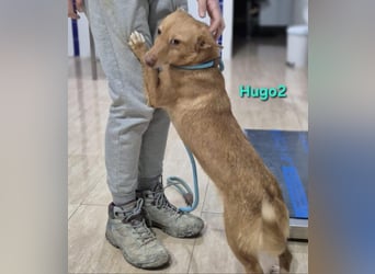 Hugo2 geb. 01/2025 (ESP) - verschmuster Podencojunge sucht liebevolle Familie!