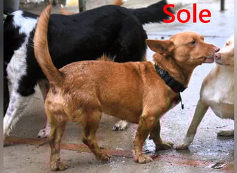 Sole geb. 03/2024 (ESP) - Mini-Podenca sucht ihre Familie!