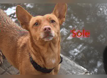 Sole geb. 03/2024 (ESP) - Mini-Podenca sucht ihre Familie!
