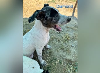 Diamond geb. 03/2026 (ESP) - unkomplizierter Podenco Welpe sucht seinen Komplizen!