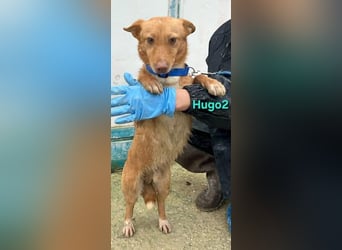 Hugo2 geb. 01/2025 (ESP) - verschmuster Podencojunge sucht liebevolle Familie!