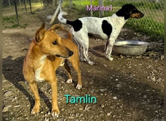 Tamlin geb. 07/2020 (ESP) - sehr liebevoller, edler und sanfter, kleiner Podenco!