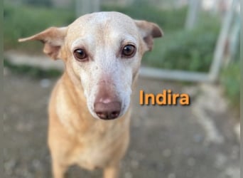 Indira geb. 03/2023 (ESP) - wunderschöne und liebevolle Podenca!