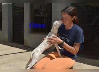 Chino geb. 11/2025 (ESP) - unbeschwerter Podencowelpe sucht liebevolle Familie!
