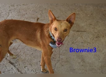 Brownie3 geb. 08/2025 (ESP) - gutgelaunter und fröhlicher Podenco!