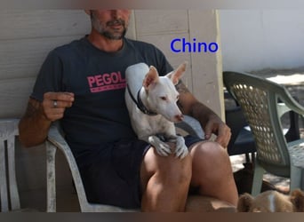 Chino geb. 11/2025 (ESP) - unbeschwerter Podencowelpe sucht liebevolle Familie!