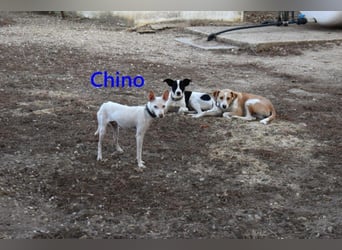 Chino geb. 11/2025 (ESP) - unbeschwerter Podencowelpe sucht liebevolle Familie!