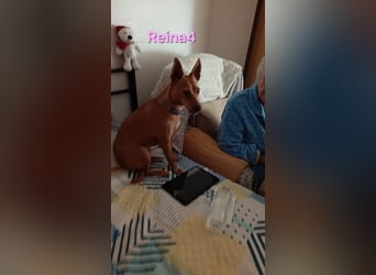 DRINGEND! Reina4 geb. 10/2022 (ESP) - treue Seele braucht neues Zuhause!