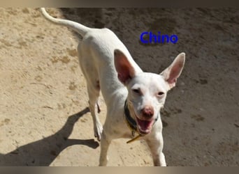 Chino geb. 11/2025 (ESP) - unbeschwerter Podencowelpe sucht liebevolle Familie!