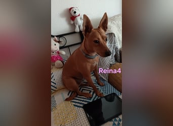 DRINGEND! Reina4 geb. 10/2022 (ESP) - treue Seele braucht neues Zuhause!