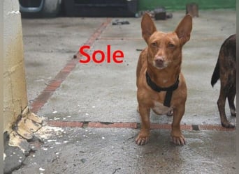 Sole geb. 03/2024 (ESP) - kleiner Traumhund sucht Pflegestelle oder FürImmerZuhause!