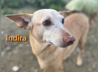 Indira geb. 03/2023 (ESP) - wunderschöne und liebevolle Podenca!