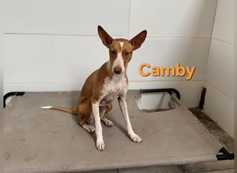 Camby geb. 01/2025 (ESP) - liebevolle, zugewandte Podenca sucht ihre Familie!