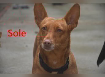 Sole geb. 03/2024 (ESP) - Mini-Podenca sucht ihre Familie!