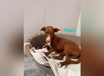 Kiko geb. 10/2025 (ESP) - zauberhafter, gut gelaunter Podenco-Junge!