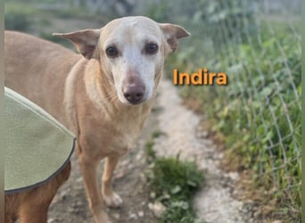 Indira geb. 03/2023 (ESP) - wunderschöne und liebevolle Podenca!