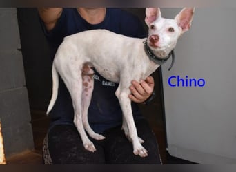 Chino geb. 11/2025 (ESP) - unbeschwerter Podencowelpe sucht liebevolle Familie!
