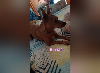 DRINGEND! Reina4 geb. 10/2022 (ESP) - treue Seele braucht neues Zuhause!