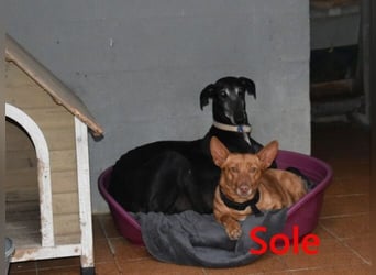 Sole geb. 03/2024 (ESP) - kleiner Traumhund sucht Pflegestelle oder FürImmerZuhause!