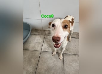 DRINGEND! Coco8 geb. 10/2019 (ESP) - wir brauchen Eure Mithilfe!