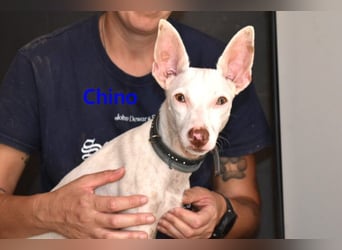 Chino geb. 11/2025 (ESP) - unbeschwerter Podencowelpe sucht liebevolle Familie!